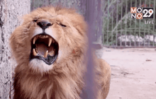 ช่วยเหลือสิงโตในสวนสัตว์โรมาเนีย