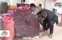 จีนพบเห็ดหลินจือยักษ์ ขนาดเท่าร่ม