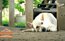 ชะตากรรมของสุนัข กิน ฆ่า ค้าข้ามชาติ ตอน 5