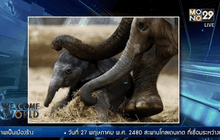 REUTERS : แม่ช้างกำลังช่วยลูกช้างเกิดใหม่ลุกยืนด้วยตัวเอง