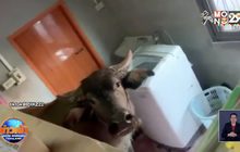 เจ้าของบ้านอึ้ง ควาย 2ตัวบุกมาเยี่ยมถึงในครัว