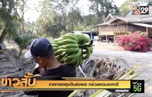 เทศกาลตรุษจีน ส่งผล กล้วยหอมราคาดี