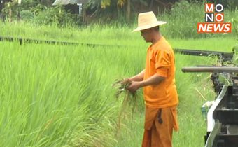 พระปลูกข้าวช่วยชาวบ้าน เพื่อบรรเทาความเดือดร้อน