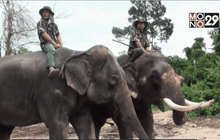 กรมอุทยานแห่งชาติฯ ปล่อยช้างกลับสู่ผืนป่า