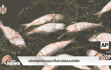 ปลาตายจำนวนมากในทะเลสาบบราซิล