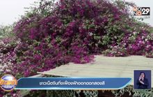 ชาวเน็ตจีนทึ่งเฟื่องฟ้าออกดอกสองสี