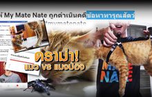 ดราม่า! แมว VS แมงป่อง