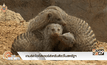 เกมส์ล่าไข่อีสเตอร์สำหรับสัตว์ในสหรัฐฯ