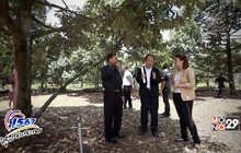 ศูนย์ดำรงธรรมจังหวัดจันทบุรี ล้งทุเรียนด้อยคุณภาพ