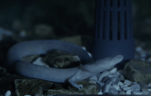 “โอล์ม” มังกรถ้ำแห่งสโลเวเนีย