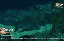 เปิดอาณาจักรฉลามจ้าวสมุทร ที่ SEA LIFE Bangkok Ocean World