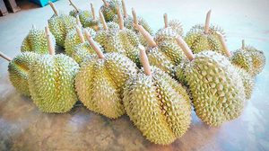 What Should You Do When You CAN’T STAND Durians, but also CAN’T SKIP it?