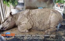 แรดสุมาตราตัวสุดท้ายในมาเลเซียตายแล้ว