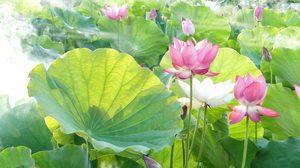 ปฏิทินวันพระ 2561 เดือนกรกฎาคม