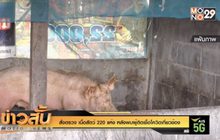 สั่งตรวจ เนื้อสัตว์ 220 แห่ง หลังพบผู้ติดเชื้อโควิดเกี่ยวข้อง