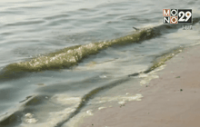 ตรวจสอบน้ำทะเลบางแสนมีสีเขียว