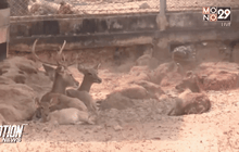 ภัยแล้งอ่างเก็บน้ำห้วยทรายกระทบสัตว์ป่า