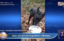 ชื่นชม จนท.พิทักษ์ป่าช่วยลูกเลียงผา พลัดหลงแม่