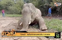 “ช้างป่า” ล้มในท่ากราบแผ่นดิน จ.ระยอง