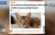 แมวพยายามสื่อสารทางสีหน้า แต่มนุษย์ไม่รู้