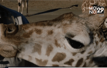 ลูกยีราฟในสวนสัตว์ซานดิเอโก