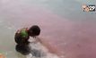 ปรากฏการณ์น้ำทะเลหาดบางแสนเป็นสีชมพู