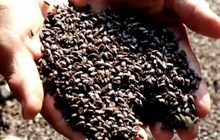 สองตายาย! ขนลุก แมลงปีกแข็งสีดำ นับล้านล้านตัวบุกยึดบ้าน