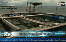 ศูนย์อนุบาลฉลามในอินโดนีเซีย