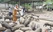 หมูป่า 600 ตัวในสำนักสงฆ์ขาดแคลนอาหาร