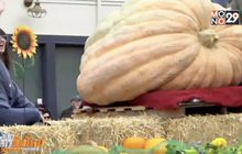 เทศกาลฟักทองในแคลิฟอร์เนีย