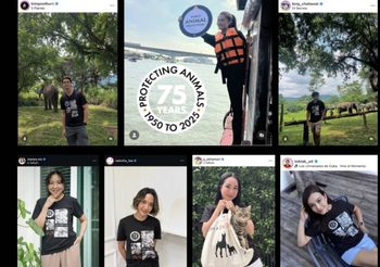 ดารา-คนดัง รวมพลังร่วมส่งเสียงแทนสัตว์ไร้เสียง ฉลอง 75 ปี World Animal Protection ในแคมเปญ “Don’t Forget Them”