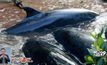 สหรัฐฯ พบวาฬเพชฌฆาตดำตายเกลื่อน 82 ตัว