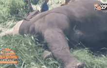 ช้างป่าถูกไฟฟ้าช็อตตาย