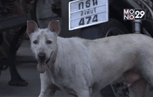 เตรียมจัดระเบียบสุนัขจรจัดในแฟลตตำรวจ