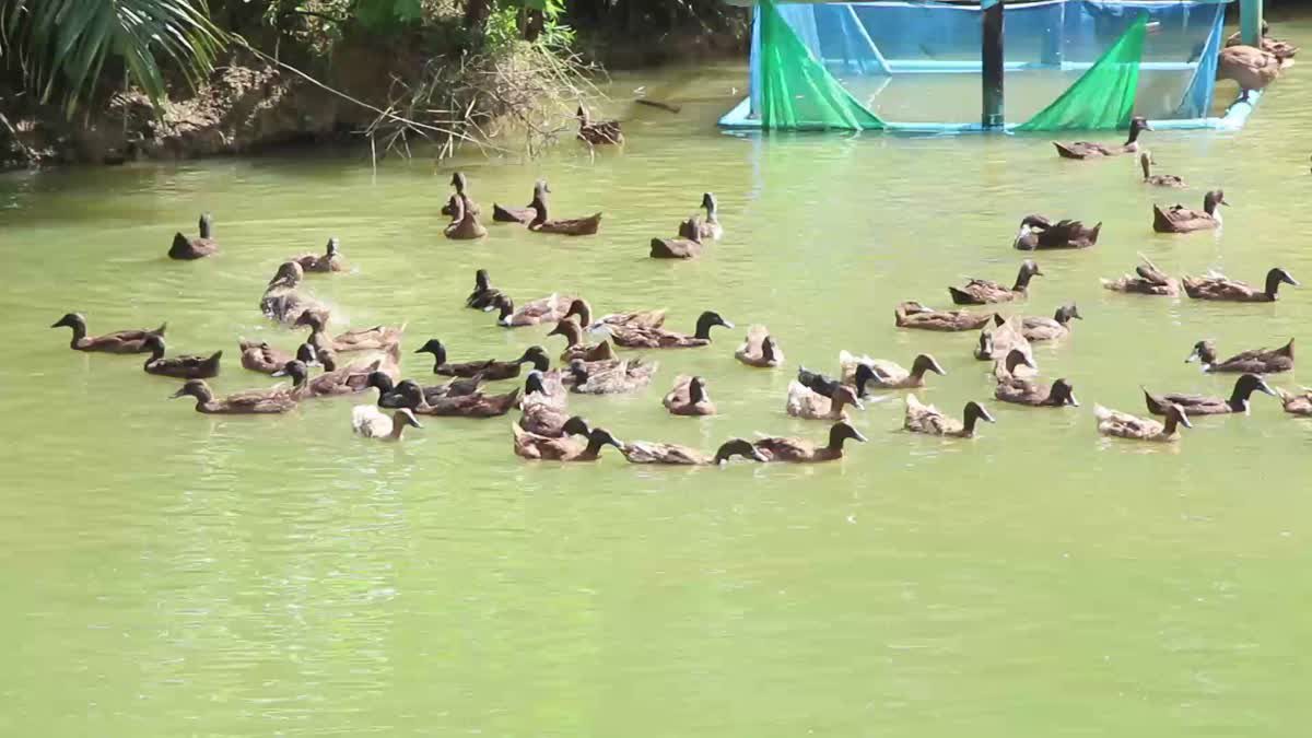 อดีตเจ้าของร้านทอง ผันตัวทำเกษตรอินทรีย์แบบผสมผสาน