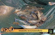 โควิดรอบใหม่  กระทบเกษตรกรเลี้ยงกุ้ง