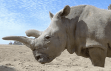 แรดขาวในสหรัฐฯ ตาย เหลือทั่วโลกแค่ 3