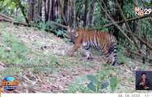 พบ “เสือโคร่ง” กล้องกับดักใน อช.คลองลาน