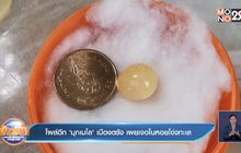 โผล่อีก ‘มุกเมโล’ เมืองตรัง เผยเจอในหอยโข่งทะเล