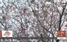 ชมพูพันธุ์ทิพย์ บานสะพรั่งที่กำแพงแสน