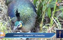 ภาพหาดูยาก “นกยูงกกไข่” ในป่ายอดโดม