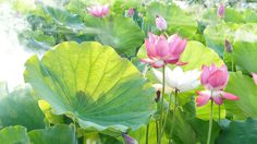 ปฏิทินวันพระ 2561 เดือนกรกฎาคม