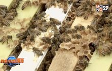 อัลบั้มเพลงร็อคของ “ผึ้ง”