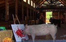 “หมูนักระบายสี” ในแอฟริกาใต้