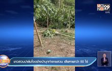 ชาวสวนปาล์มโอดช้างป่าบุกทำลายสวน เสียหายกว่า 50 ไร่