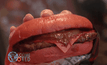 Red Samurai เบอร์เกอร์แดงสูตรใหม่รสร้อนแรง
