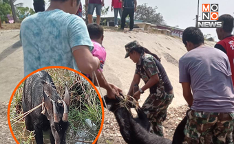 ช่วยเลียงผาลอยคอกลางเขื่อนกระเสียว ทีมสัตวแพทย์ยิงยาสลบ-ช่วยชีวิตสำเร็จ