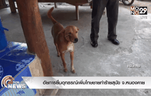 อัยการยื่นอุทธรณ์เพิ่มโทษชายทำร้ายสุนัข จ.หนองคาย