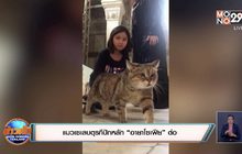 แมวเซเลบตุรกีปักหลัก “อายาโซเฟีย” ต่อ