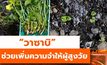 วิจัยเผย “วาซาบิ”ช่วยเพิ่มความจำให้ผู้สูงวัย